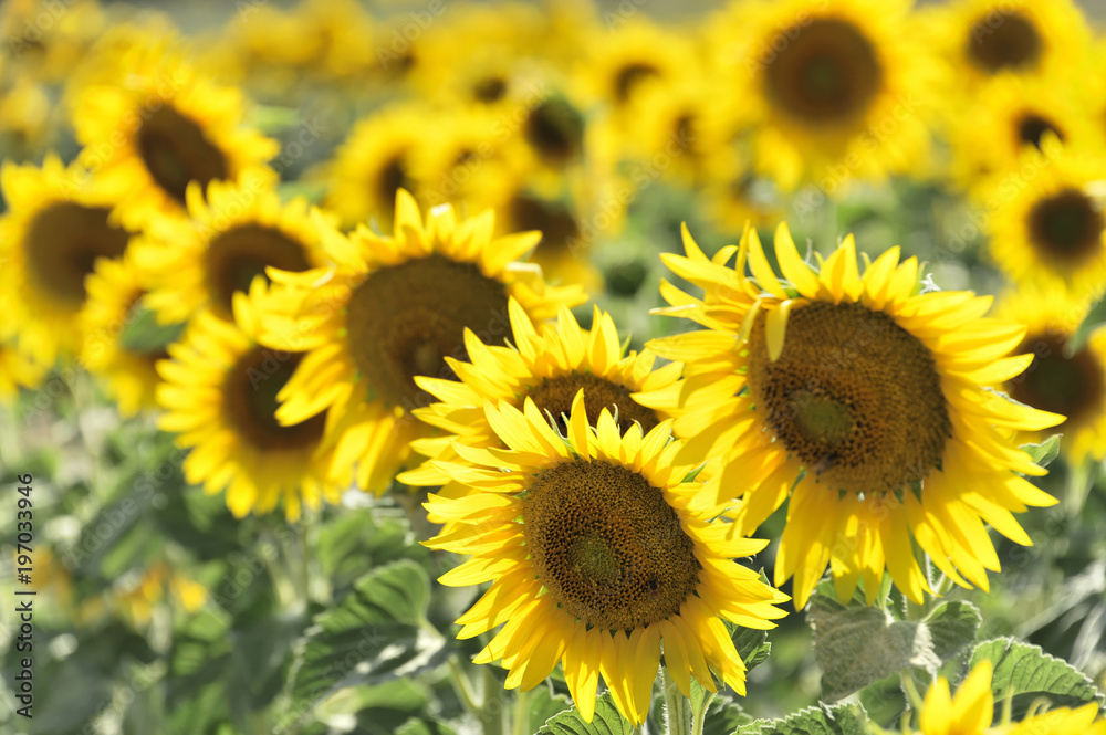 Sonnenblumenfeld, Sonnenblumen ( Helianthus annuus ), bei Montepulciano, Toscana, Italien, Europa
