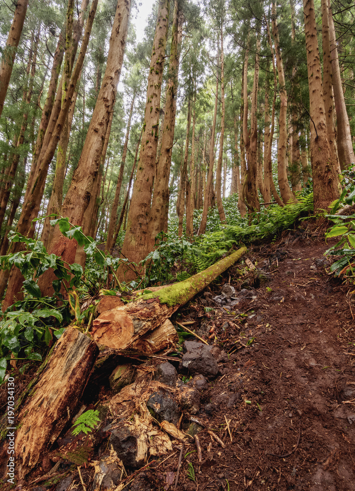 Forest on the slopes of Pico Alto, Santa Maria Island, Azores, Portugal Forest on the slopes of Pico Alto, Santa Maria Island, Azores, Portugal