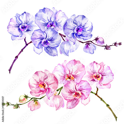 Pink and blue moth orchid (Phalaenopsis) flowers. Set of two images.  Isolated on white background.  Watercolor painting.