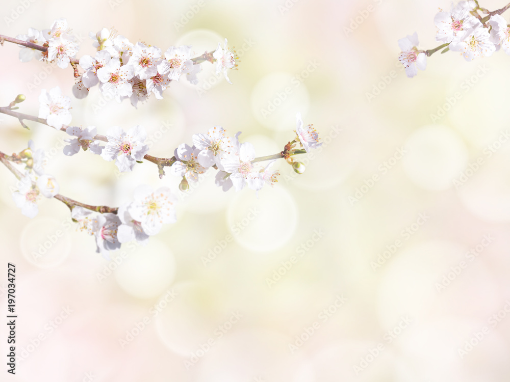 Plum tree branch with white spring flowers