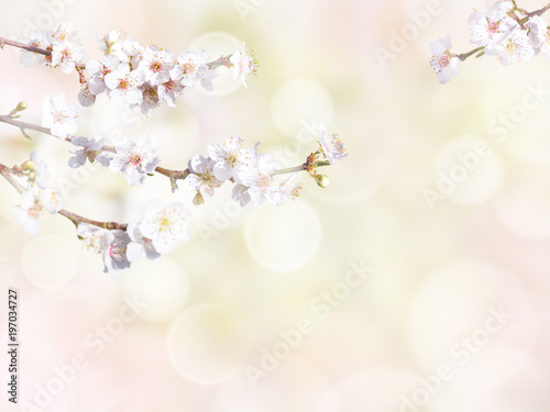 Plum tree branch with white spring flowers