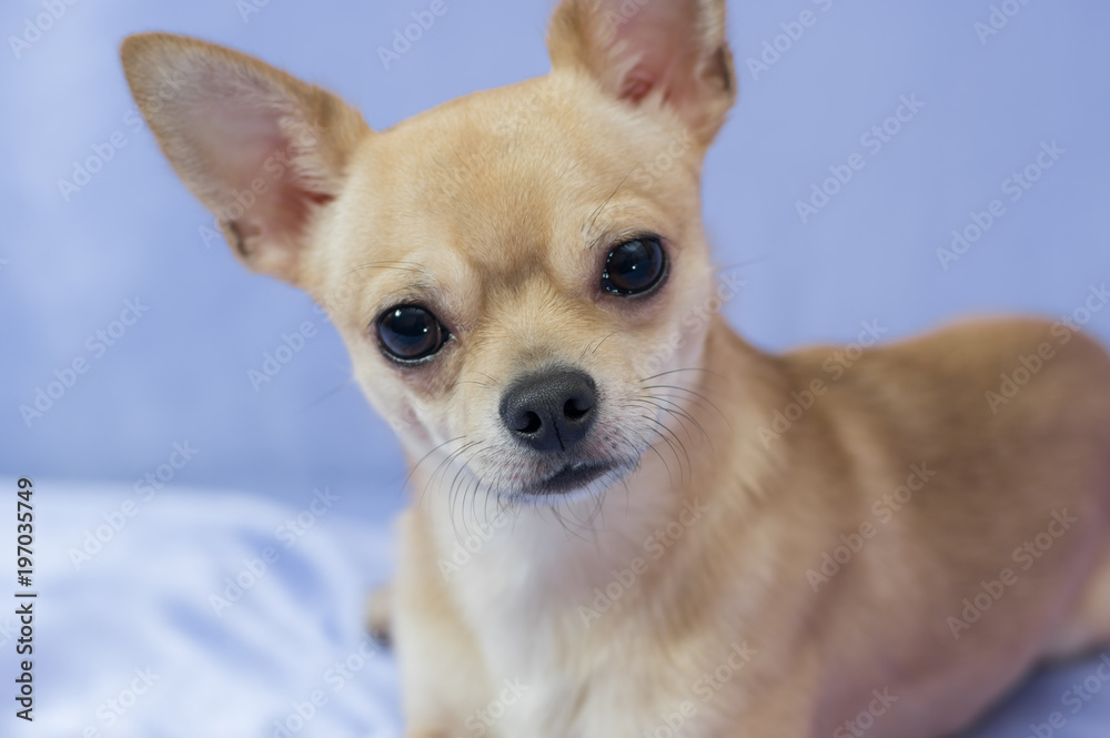 Studio portrait of creamy curious Chihuahua puppy against blue background