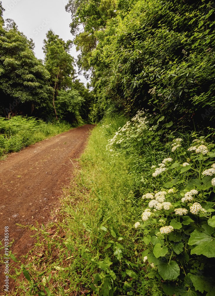 Forest near Espirito Santo, Santa Maria Island, Azores, Portugal Forest near Espirito Santo, Santa Maria Island, Azores, Portugal
