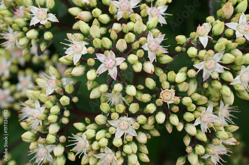 Close-up view from above of the blossoming inflorescences of white and pink flowers stonecrop Sedum spectabils in the spring in the park of the Caucasus photo