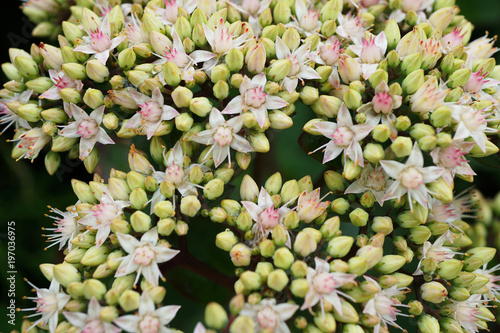 Macro view from above of the blossoming inflorescences of white and pink flowers stonecrop Sedum spectabils in the spring in the park of the Caucasus photo