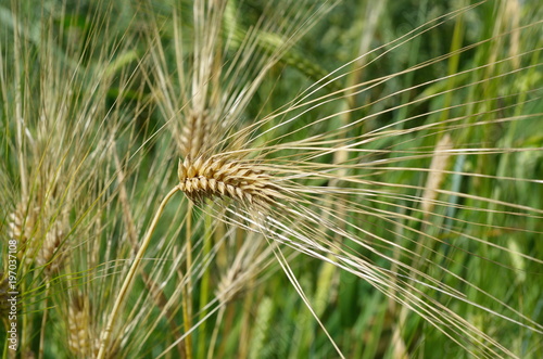Ripe barley ear close-up