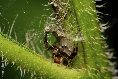 Macro mink and spider hiding in the bush caucasian nettle photo