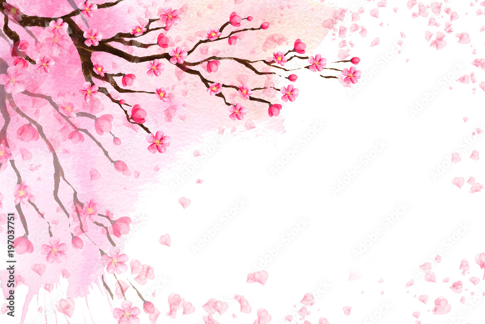 Spring background with a blossoming Sakura.