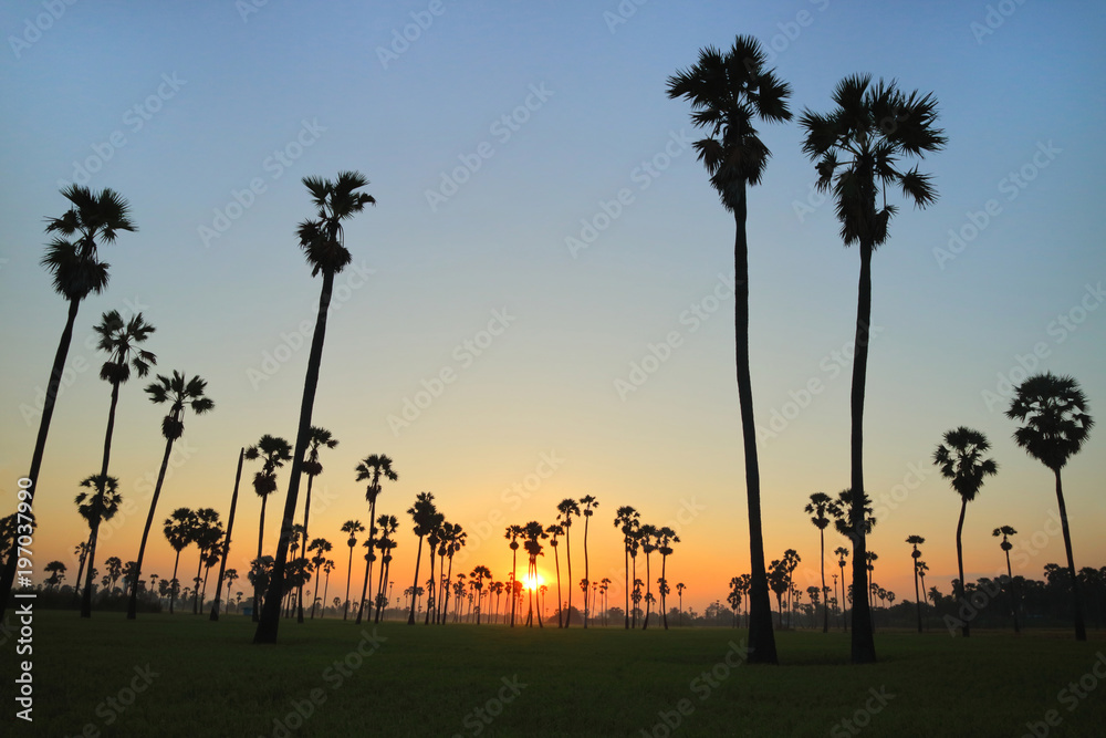 Sugar palm trees in the rice field at morning,countryside of Thailand