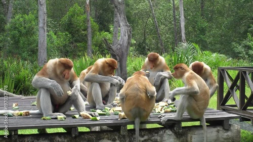 Group of Proboscis Monkey (Nasalis larvatus) Eating on Feeding Planform. Endangered Endemic Borneo Animal photo