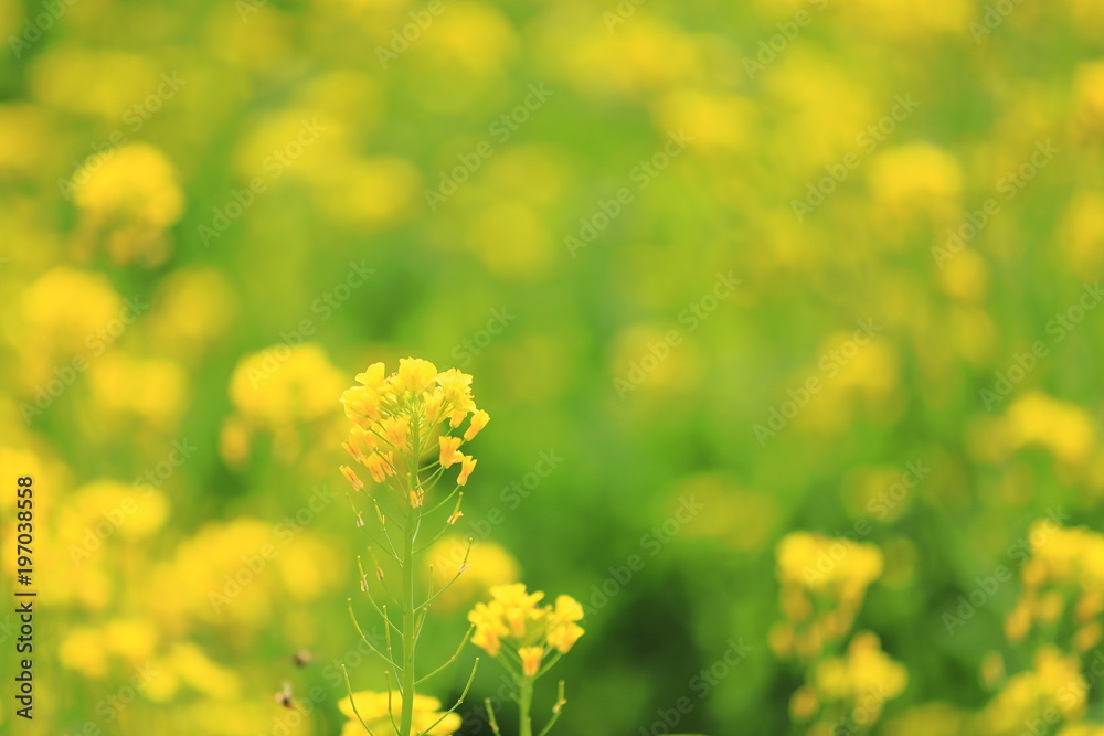 菜の花