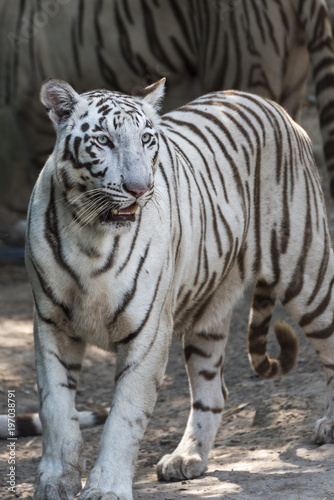 Portrait of a White Tiger or bleached tiger