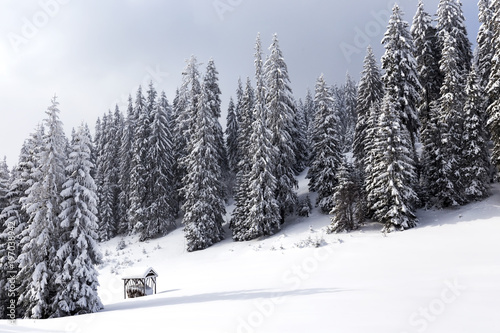 Forest in winter season in Romanian Carpathians mountain
