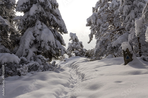 Route trough Romanian Carpathian mountains in winter season photo