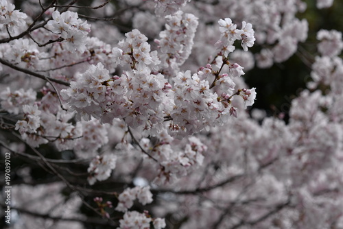 満開の桜 © k.tokushima