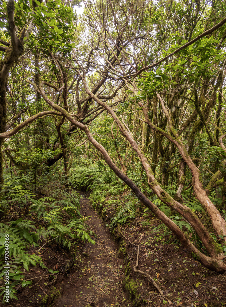 Obraz premium Bosque Encantado, laurel forest, Anaga Rural Park, Tenerife Island, Canary Islands, Spain