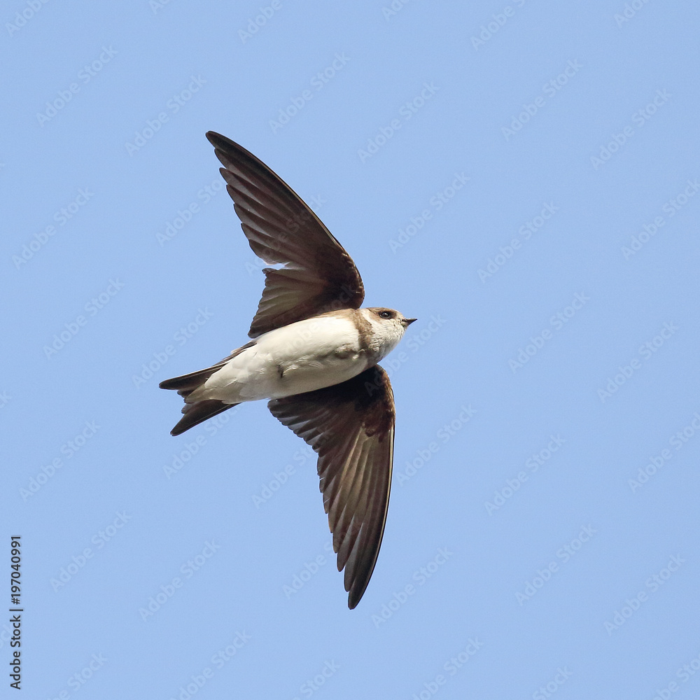 Obraz premium Sand martin