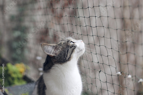 Katze auf katzensicherem Balkon mit Netz photo