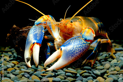 Shrimp in the aquarium