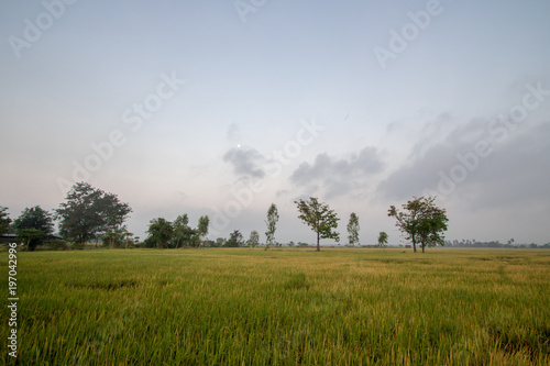 Scene rice paddies, rice field with fog before sunrise, Thailand