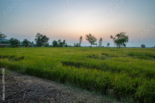 Scene rice paddies, rice field during sunset in summer march, Thailand