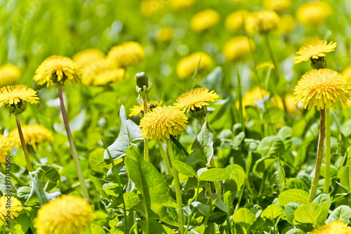 Fototapeta Naklejka Na Ścianę i Meble -  Green grass and dandelions