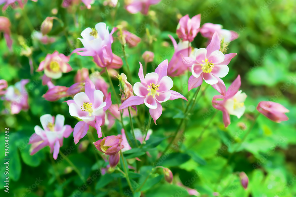 Bright floral background with a beautiful pink and white flowers Aquilegia.