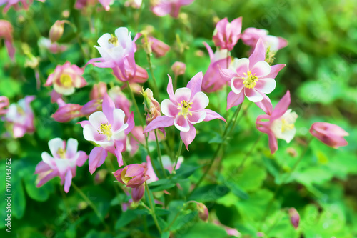 Foto Bright floral background with a beautiful pink and white flowers Aquilegia