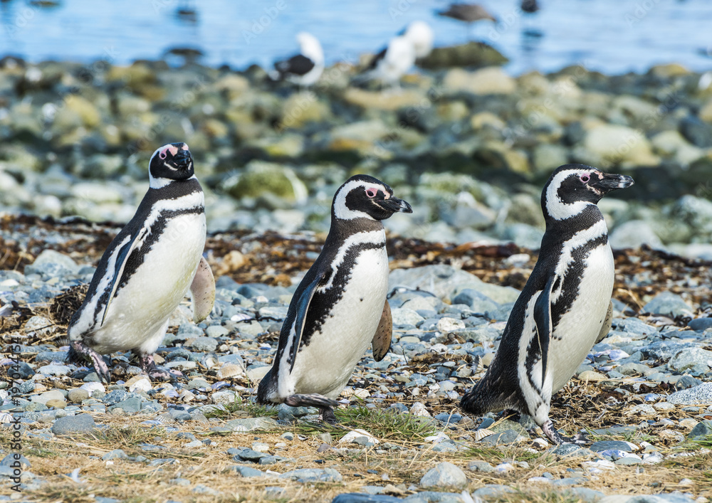Fototapeta premium Three Magellanic penguins on Magdalena island in Chile