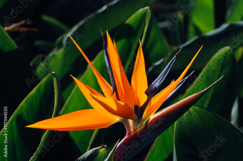 Blühende Strelitzie