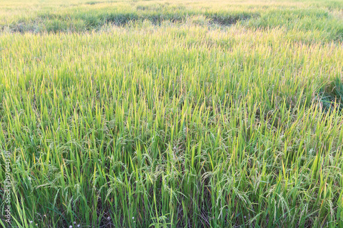 Scene rice paddies, rice field in summer march, Thailand