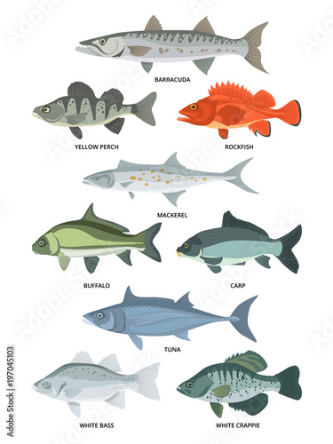 Cartoon illustrations of freshwater and ocean fishes