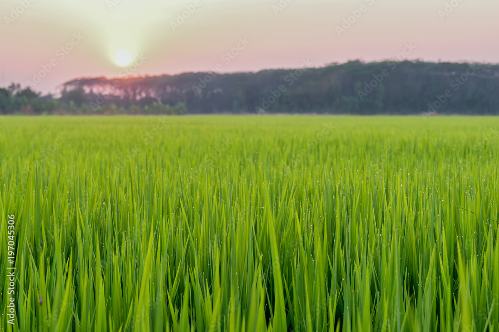 grass in grassfiled is beauty and water droplets on morning