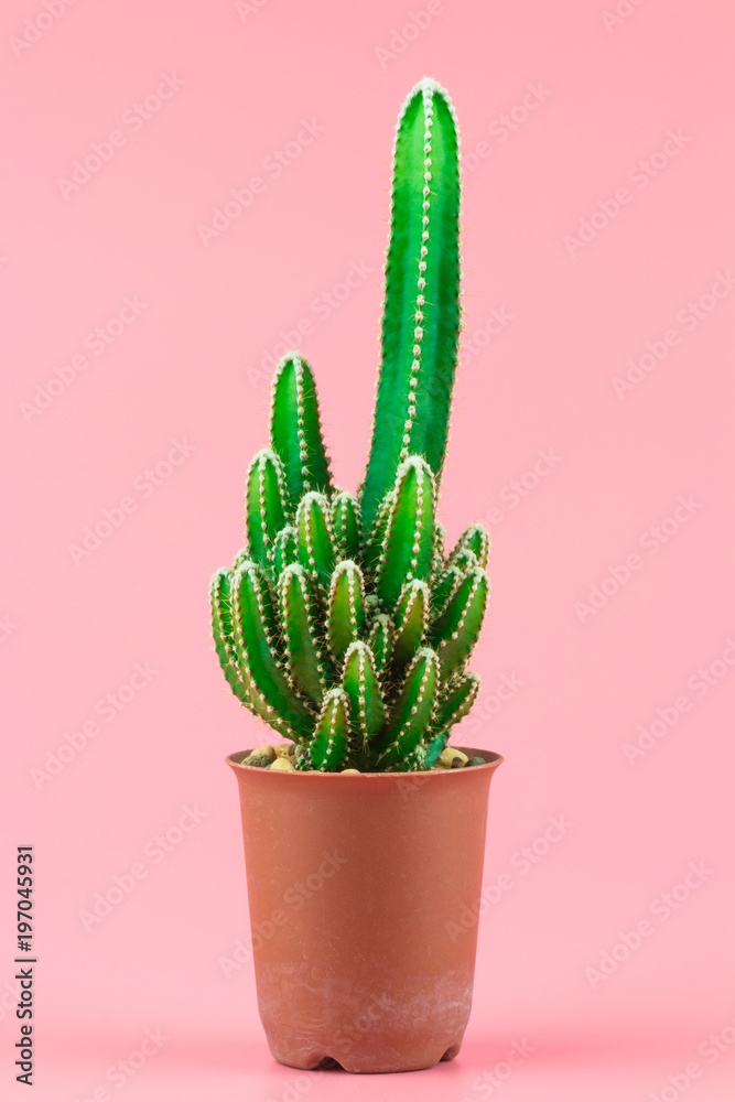 Green cactus in a flower pot minimal stillife style against pastel pink background. Green cactus in a flower pot minimal stillife style against pastel pink background.