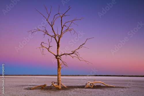 Dead tree at Salton Sea