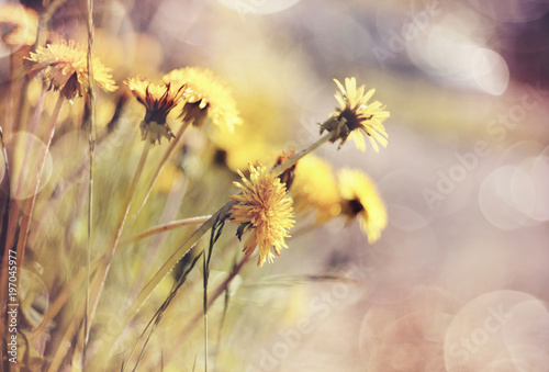 Fototapeta Naklejka Na Ścianę i Meble -  Yellow flowers of a dandelion