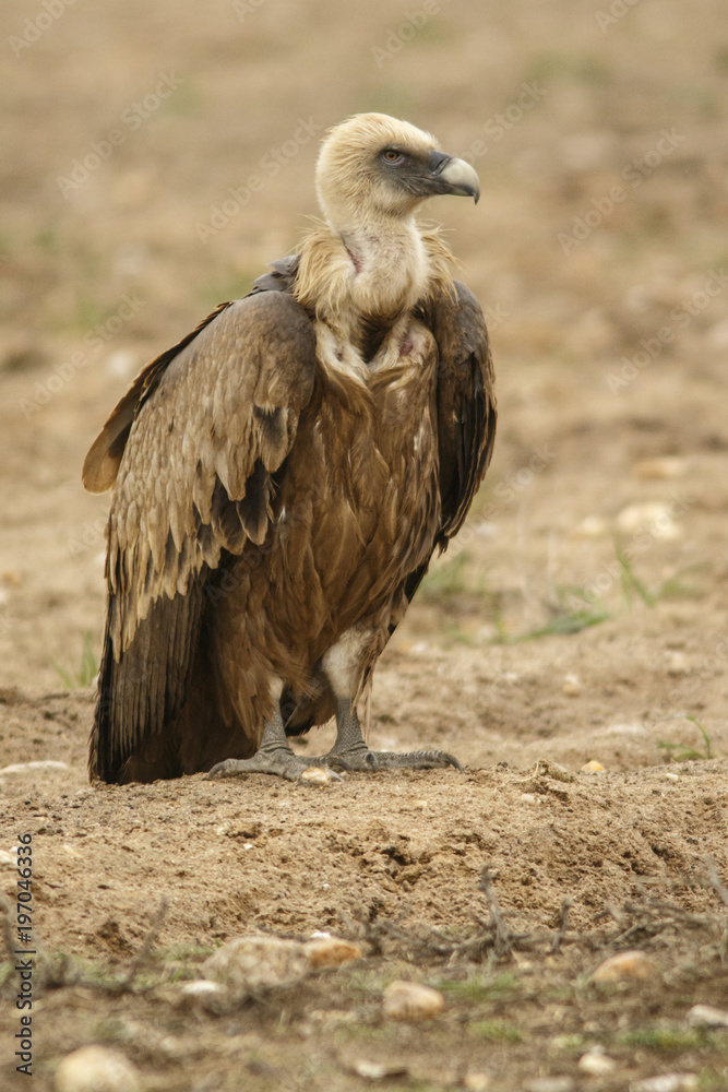 Griffon Vulture (Gyps fulvus), Castilla Leon, Spain. Griffon Vulture (Gyps fulvus), Castilla Leon, Spain.