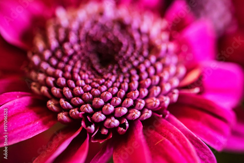 Close-up of purple chrysanthemum flower