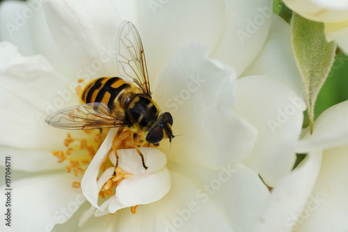 Macro flower caucasian flies hoverfly genus Dasysyrphus sitting in inflorescences of white bushy roses photo