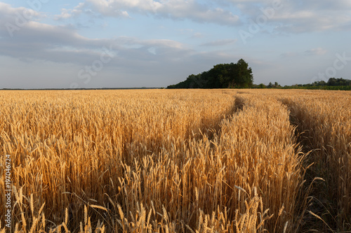 Golden wheat flied at sunset