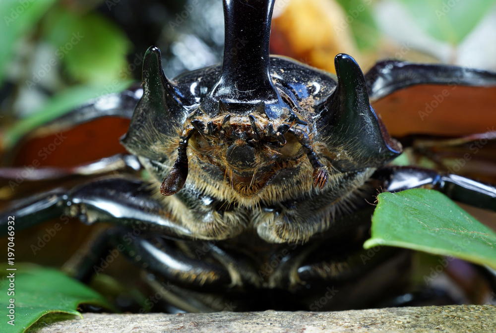 Close-up of the head and mouthparts rhinoceros beetle Skarabaeidae Stock  Photo | Adobe Stock