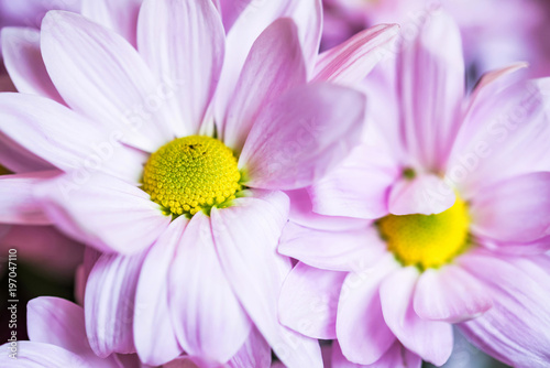 Close up pink chrysanthemum flowers