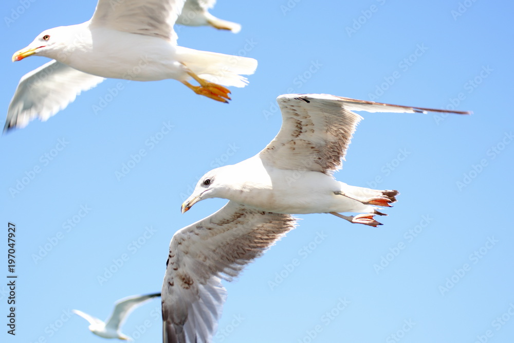 Fototapeta premium Möwen beim Überflug