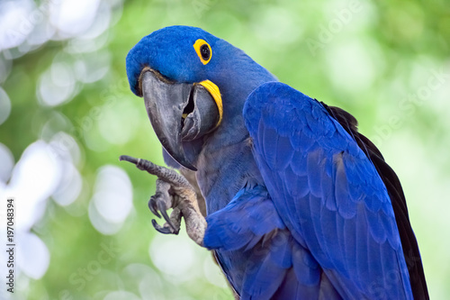 Blue Hyacinth Macaw © eurobanks