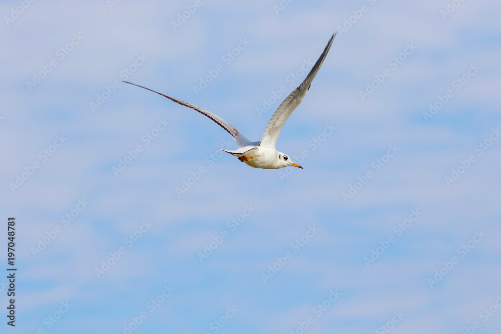 Obraz premium bird gull flying in the sky