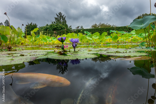 Obraz na plátně Koi and Flowers