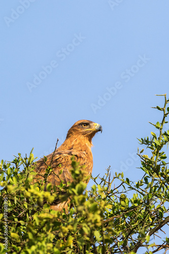 Tawny Eagle sitting in a treetop against blue sky © Lars Johansson