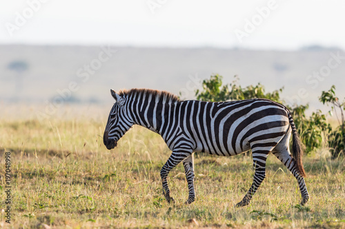 Zebra walking on the savanna