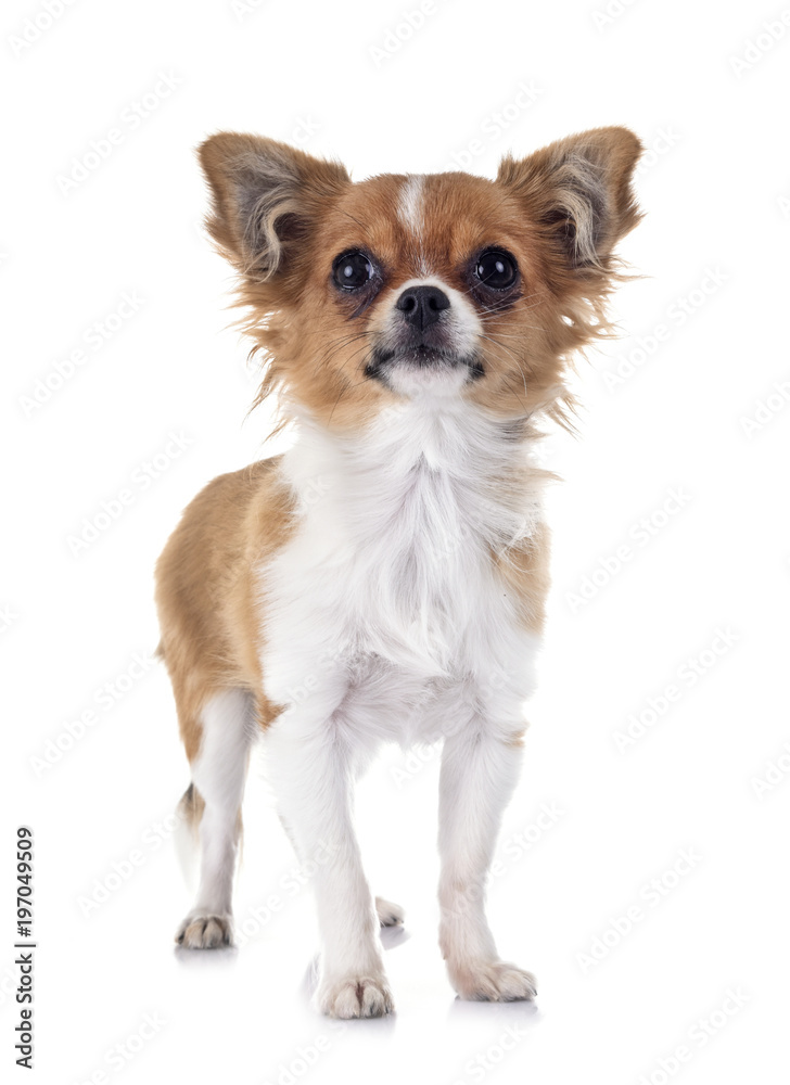 puppy chihuahua in studio puppy chihuahua in studio