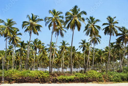 Green palm trees against the blue sky. Goa